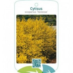 Cytisus scoparius ‘Vanesse’