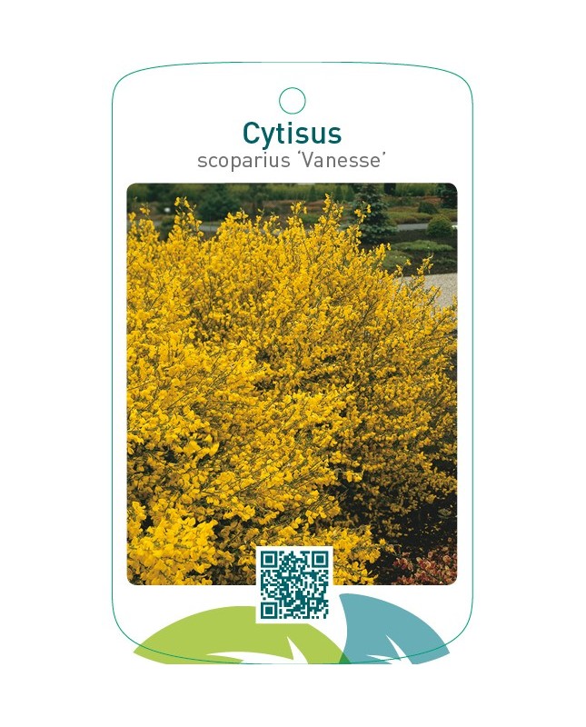 Cytisus scoparius ‘Vanesse’