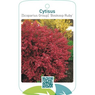 Cytisus [Scoparius Group] ‘Boskoop Ruby’