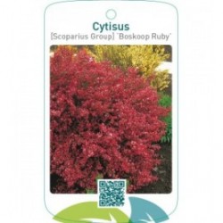Cytisus [Scoparius Group] ‘Boskoop Ruby’