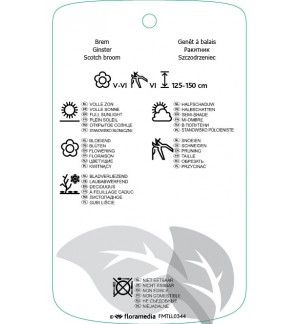 Etichette di Cytisus [Scoparius Group] ‘Boskoop Ruby’ *