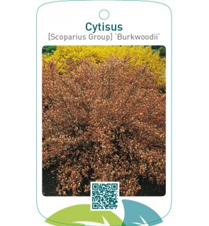 Cytisus [Scoparius Group] ‘Burkwoodii’
