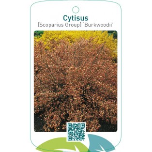 Cytisus [Scoparius Group] ‘Burkwoodii’