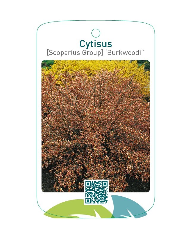 Cytisus [Scoparius Group] ‘Burkwoodii’