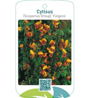 Cytisus [Scoparius Group] ‘Fulgens’