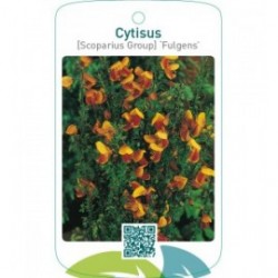Cytisus [Scoparius Group] ‘Fulgens’