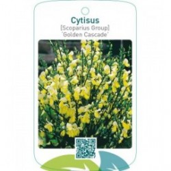 Cytisus [Scoparius Group] ‘Golden Cascade’