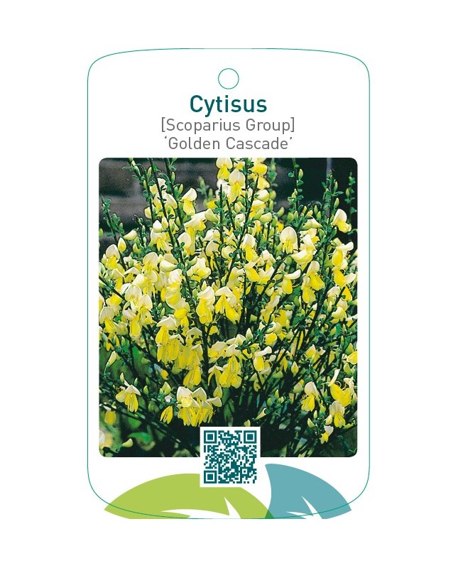 Cytisus [Scoparius Group] ‘Golden Cascade’