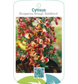 Cytisus [Scoparius Group] ‘Goldfinch’