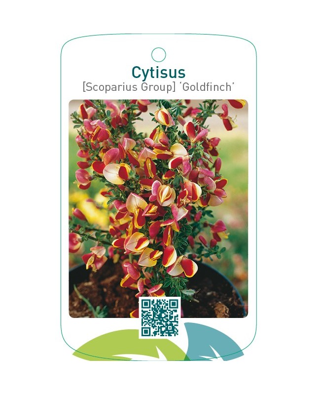 Cytisus [Scoparius Group] ‘Goldfinch’