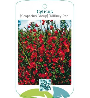 Cytisus [Scoparius Group] ‘Killiney Red’