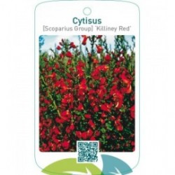 Cytisus [Scoparius Group] ‘Killiney Red’