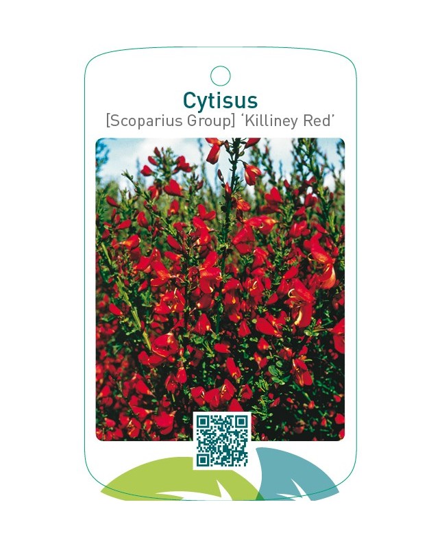 Cytisus [Scoparius Group] ‘Killiney Red’