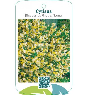 Cytisus [Scoparius Group] ‘Luna’