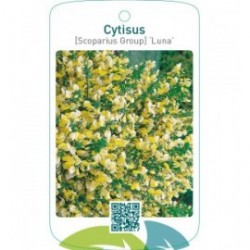 Cytisus [Scoparius Group] ‘Luna’