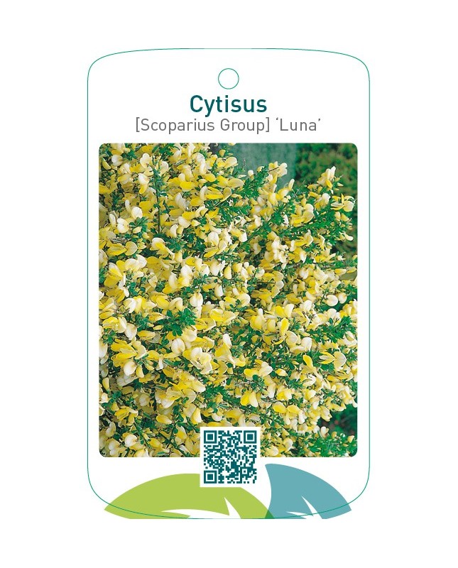 Cytisus [Scoparius Group] ‘Luna’