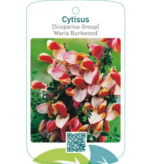 Cytisus [Scoparius Group] ‘Maria Burkwood’