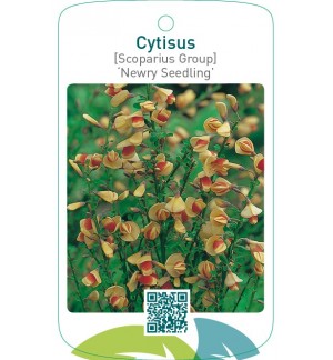 Cytisus [Scoparius Group] ‘Newry Seedling’