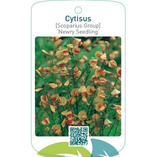 Cytisus [Scoparius Group] ‘Newry Seedling’