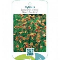 Cytisus [Scoparius Group] ‘Newry Seedling’