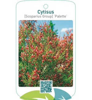 Cytisus [Scoparius Group] ‘Palette’