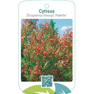 Cytisus [Scoparius Group] ‘Palette’