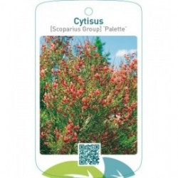 Cytisus [Scoparius Group] ‘Palette’