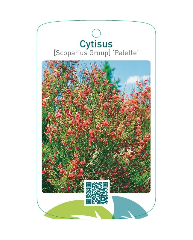 Cytisus [Scoparius Group] ‘Palette’