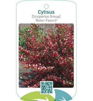 Cytisus [Scoparius Group] ‘Roter Favorit’