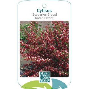 Cytisus [Scoparius Group] ‘Roter Favorit’
