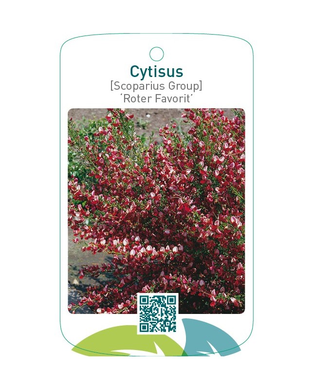 Cytisus [Scoparius Group] ‘Roter Favorit’