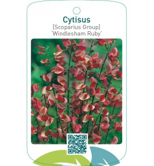Cytisus [Scoparius Group] ‘Windlesham Ruby’