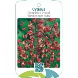 Cytisus [Scoparius Group] ‘Windlesham Ruby’