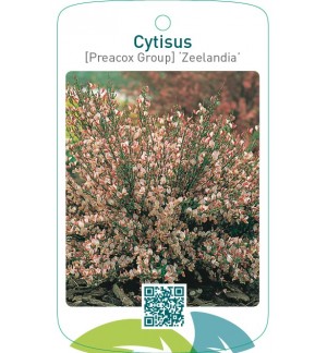 Cytisus [Preacox Group] ‘Zeelandia’