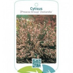 Cytisus [Preacox Group] ‘Zeelandia’