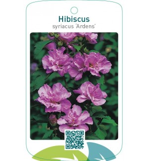 Hibiscus syriacus ‘Ardens’