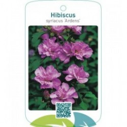 Hibiscus syriacus ‘Ardens’