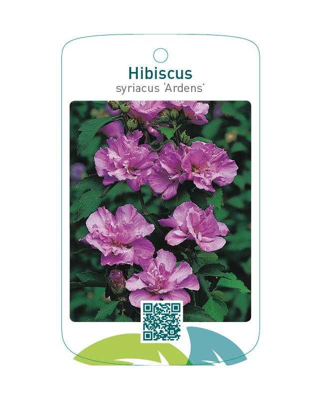 Hibiscus syriacus ‘Ardens’