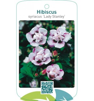 Hibiscus syriacus ‘Lady Stanley’