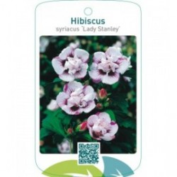 Hibiscus syriacus ‘Lady Stanley’