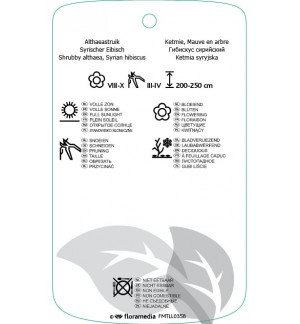 Etichette di Hibiscus syriacus ‘Lady Stanley’ *