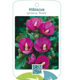 Hibiscus syriacus ‘Rubis’