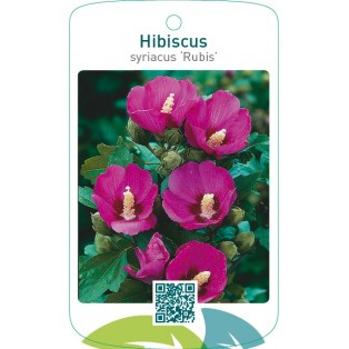 Hibiscus syriacus ‘Rubis’