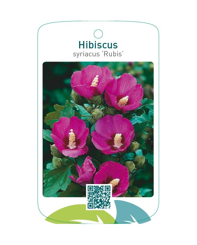 Hibiscus syriacus ‘Rubis’