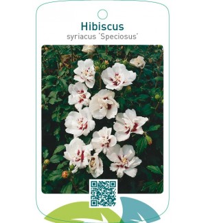 Hibiscus syriacus ‘Speciosus’