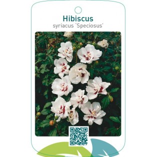 Hibiscus syriacus ‘Speciosus’