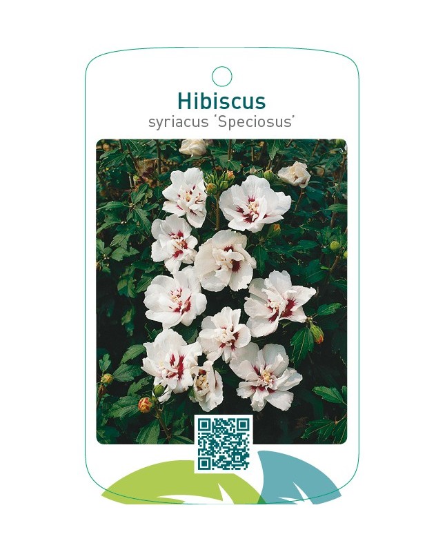 Hibiscus syriacus ‘Speciosus’