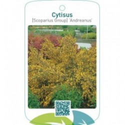 Cytisus [Scoparius Group] ‘Andreanus’
