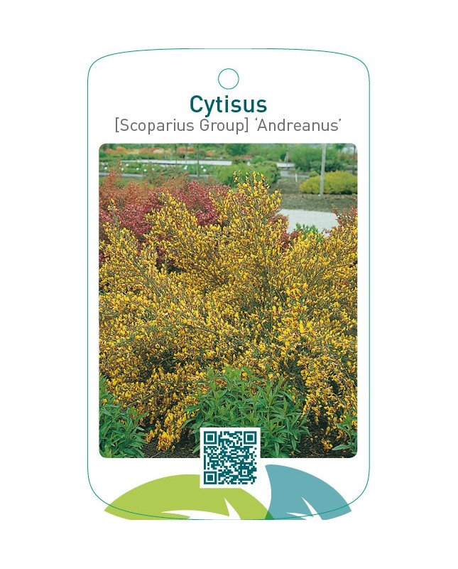 Cytisus [Scoparius Group] ‘Andreanus’