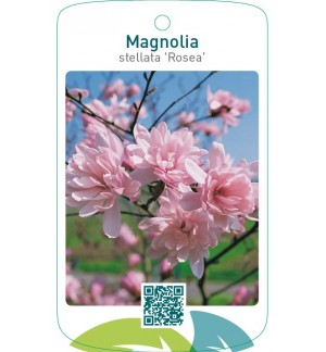 Magnolia stellata ‘Rosea’